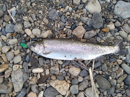 期間限定のデカニジマス